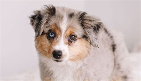 15 Informative And Interesting Facts About Australian Shepherds Pettime