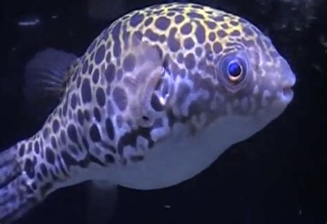 Fish Zone Spotted Green Puffer Care
