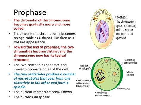 With Help Of Suitable Diagrams Explain 5 Stages Of Prophase 1 Of