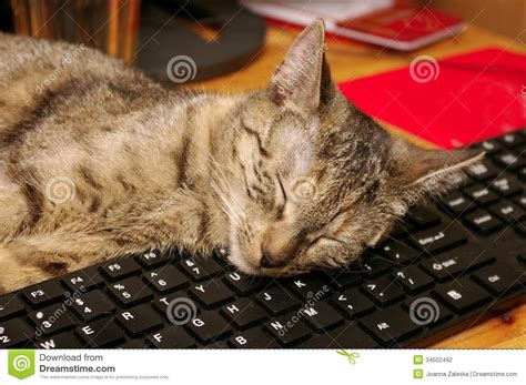 Cat And Keyboard Stock Photography Image 34502492