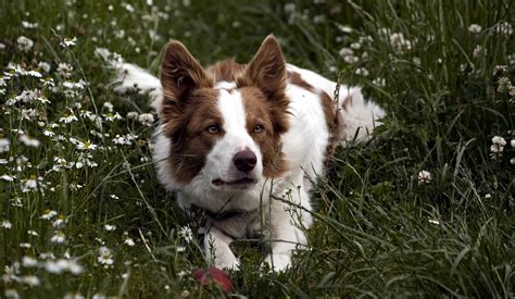 765159 Dogs Border Collie Grass Rare Gallery Hd Wallpapers