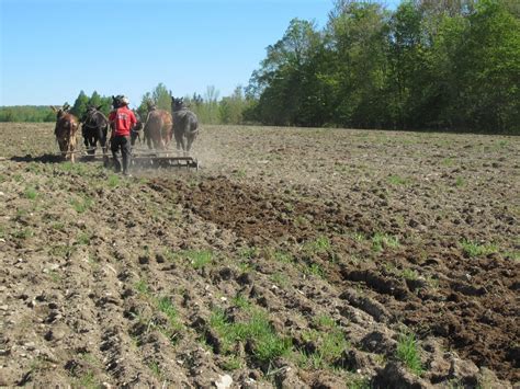 Two Spruce Farm The End Of Plowing 5 Abreast Pasture Clipping