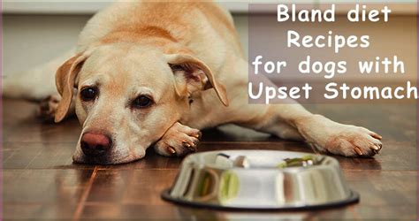 A large egg has about 5 grams of fat, which is not a lot for a very large dog, but too much for smaller dogs. Bland diet for dogs -Recipes for Dogs With Upset Stomach ...