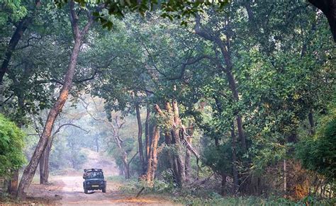 1 Best Tiger Safari In India India Tiger Safari Guide 2022