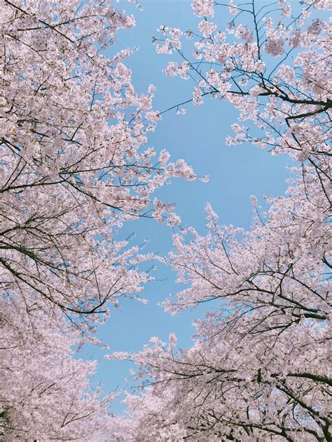 Sakura Tree Aesthetic Wallpapers Wallpaper Cave