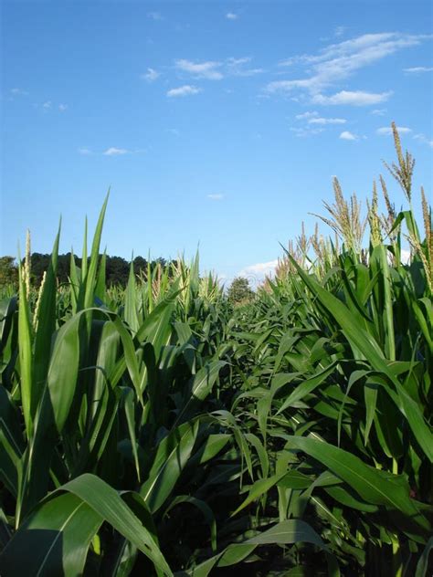 Zea Mays Stock Photo Image Of Crop Food Flora Farm 96520764