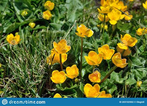 Yellow Spring Flowers On Green Grass Background Stock Photo Image Of