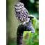 Adopt A Little Owl  The World Trust Cumbria
