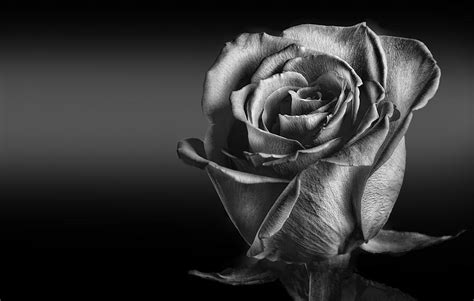 Black And White Rose Photograph By Naman Imagery
