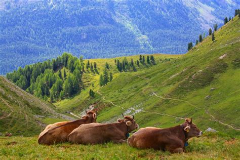 Free Images Nature Field Meadow Prairie Mountain Range Cow Herd