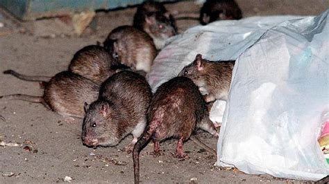 Poison Resistant Super Rats Spreading Across The Uk