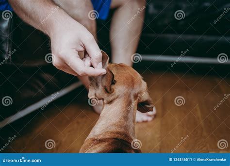 Owner S Hand Petting Brown Smooth Hair Dachshund Stock Image Image