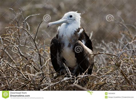 Baby Bird Of A Frigate On A Nest Stock Image Image Of Ecuador