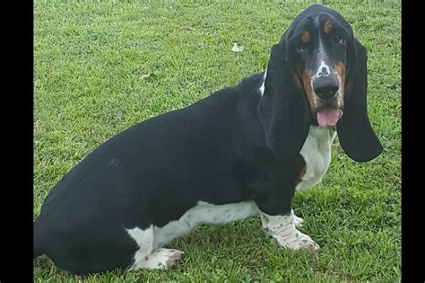 Okefenokee Basset Hounds Basset Hound Puppies For Sale In Patterson