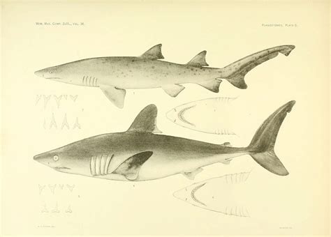 Mediterranean Sand Tiger Shark Sixth Extinction Wiki Fandom