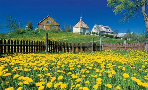 Litauen landschaft mit windturbinen in blühenden senfgebieten. markgraefler.de - Abenteuer Reisen - Multivisionsvortrag ...