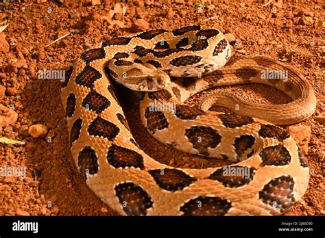 Indian Russells Viper Daboia Russelii Stock Photo Alamy