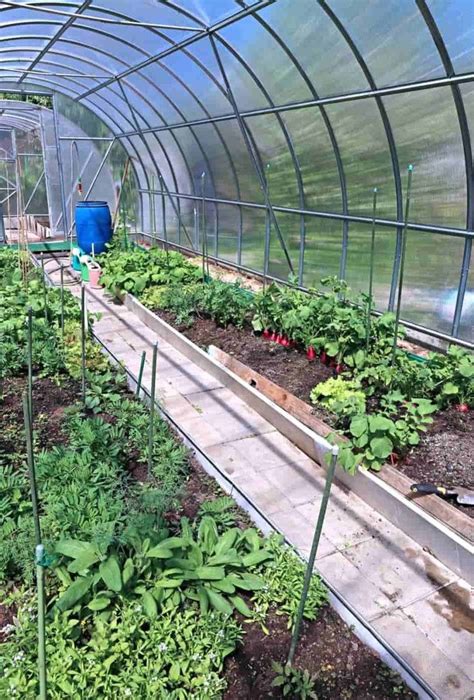 How To Grow Vegetables In A Greenhouse