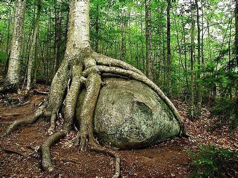 Most Astonishing And Unique Trees Of The World