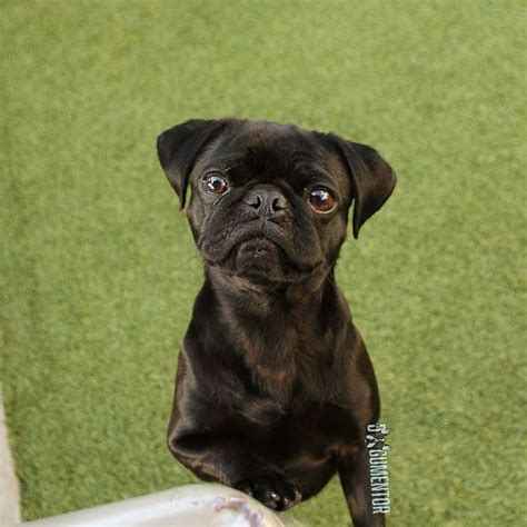 Hennessey Pug 1 Yo Quartyard She Wants You To Give Her All The
