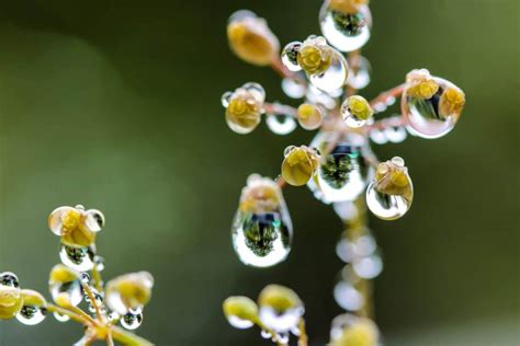 free picture nature flower summer flora macro wet plant garden