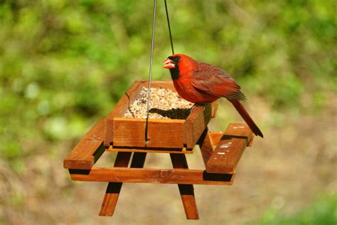 The Best Bird Feeder For Cardinals 22 Feeders You Will Love
