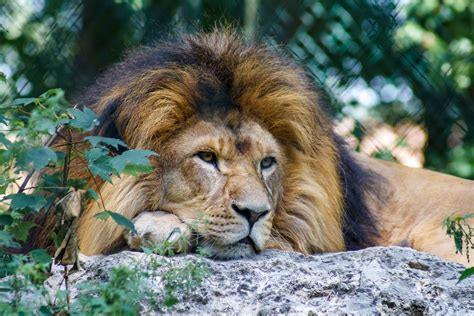 Ein bild von löwen sehr gut in schuss leider für bilder etwas am reflektieren gewesen. Löwe Foto & Bild | tiere, zoo, wildpark & falknerei ...