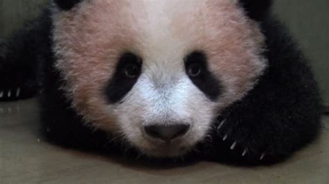 Compie 150 Giorni Il Baby Panda Dello Zoo Di Tokyo Youtube