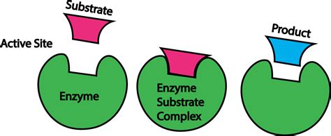 Enzymes Clipart Full Size Clipart 3660187 Pinclipart
