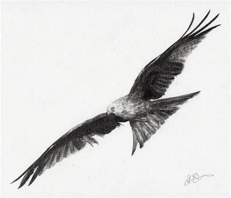 Bird Drawings Bird In Flight Bird Drawings Pencil Drawings Drawing