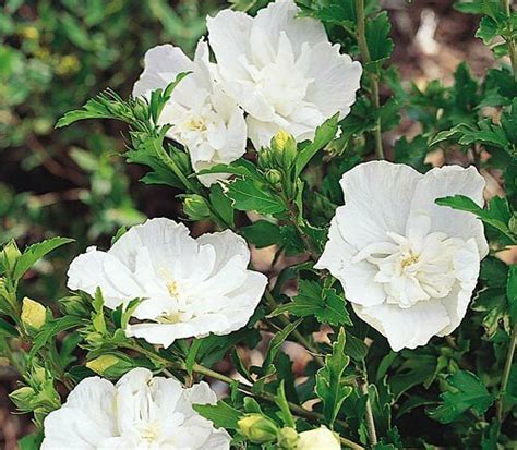 Rose Of Sharon White Chiffon Hibiscus Syriacus