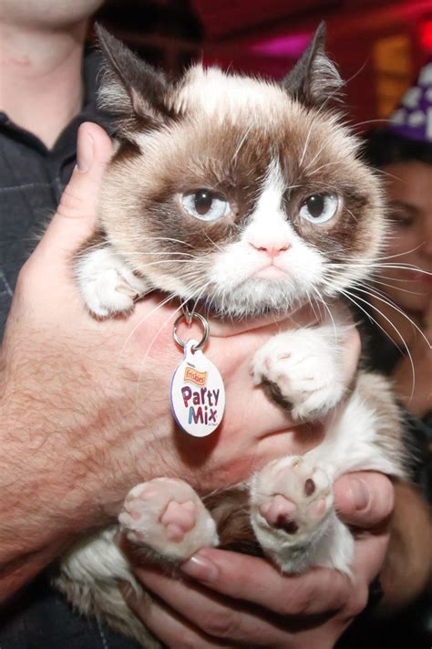 Movie Star Grumpy Cat Has Some Life Advice For You Grumpy Cat Dog