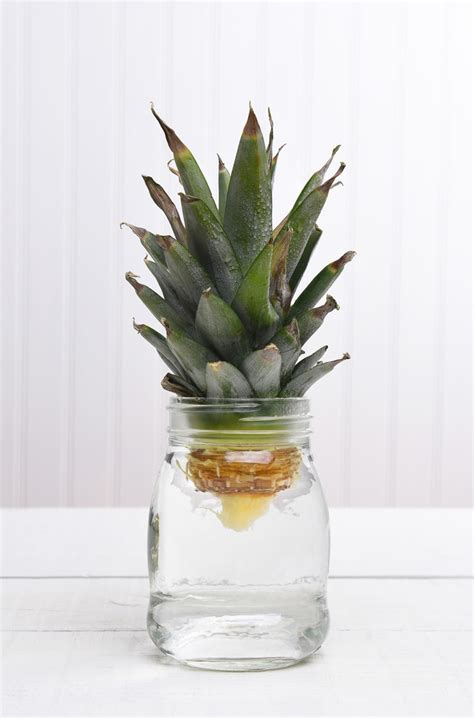 You'll have to increase moisture around the leafage. How To Grow A Pineapple In Water? - Garden.eco