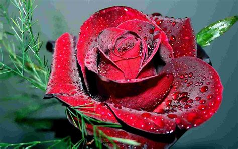 Красивые розы на рабочий стол фото