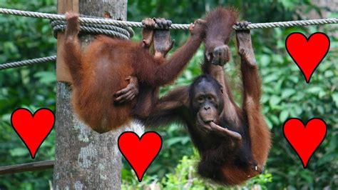 juvenile orangutan practicing sex youtube