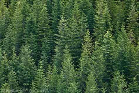 A Douglas Fir Forest Grows Homogeneously On A Mountainside Edbookphoto