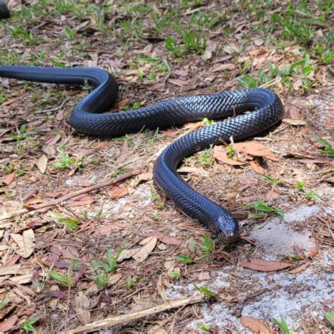 Twenty Six Indigo Snakes Released In The Ongoing Effort To Return