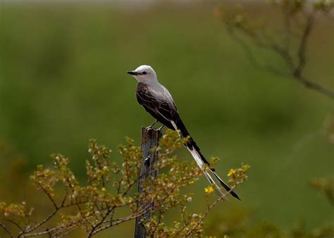 The Azure Gate Birds On A Wire Scissor Tailed Flycatcher