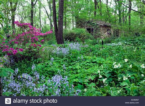 Deep Pink Azaleas And Spring Flowers Bloom In A Forest