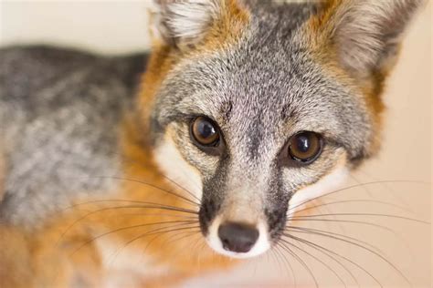 Gray Fox Habitats And Behavior All Things Foxes