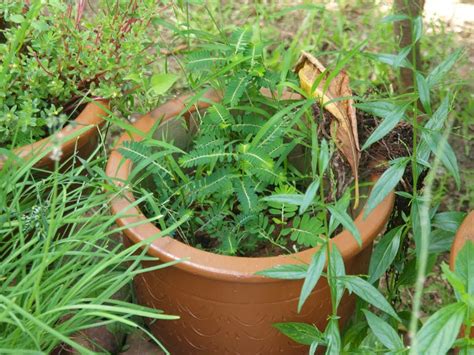 Perkenalkan kepada anda tentang satu herba iaitu dukung anak. Dr Shafie Abu Bakar: Pedu Bumi, Misai Kucing Dan Jarum ...