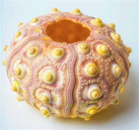 Pink Sea Urchin Photograph By Garry Gay Fine Art America