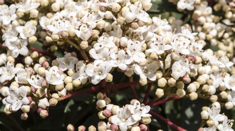 Check Out These 5 Shrubs For Winter Colour That Arent Snowdrops Bt