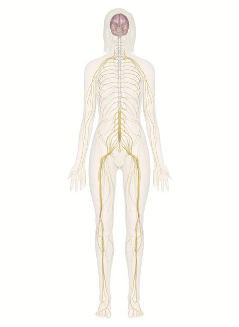 Nervous System Explore The Nerves With Interactive Anatomy Pictures