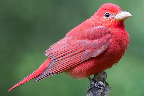 Summer Tanager Piranga Rubra Red Birds