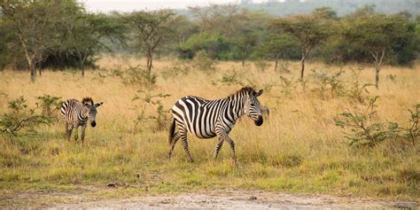 5 Fascinating Facts About Plains Zebra Safaribookings
