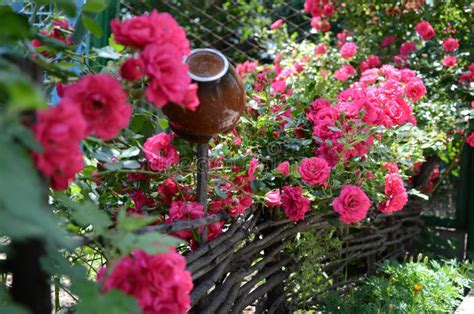 Pink Climbing Roses On The Wooden Fencevertical Photo Stock Photo