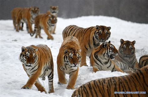 Tigres Siberiano En Centro De Crianza De Felinos De Hengdaohezi Spanish