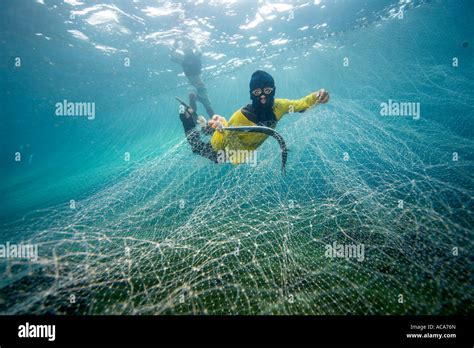 Swims Underwater To Catch Fish Hi Res Stock Photography And Images Alamy