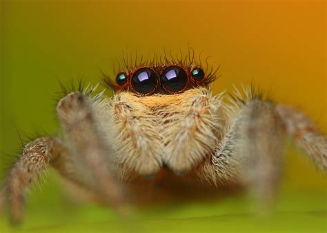 Jumping Spider Marpissa Radiata Lukas Jonaitis Flickr